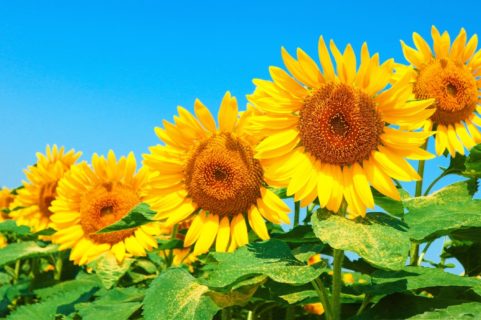 【2020年】夏季休業のお知らせ